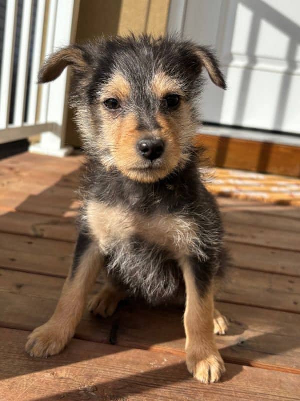 Juniper - Terrier Mix available for adoption in Saskatchewan