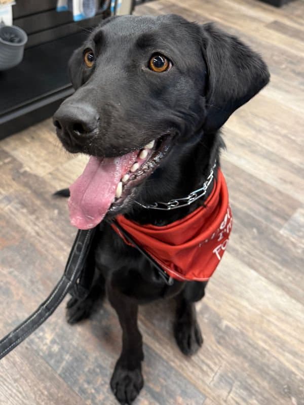 Tigger - Labrador Mix available for adoption in Saskatchewan