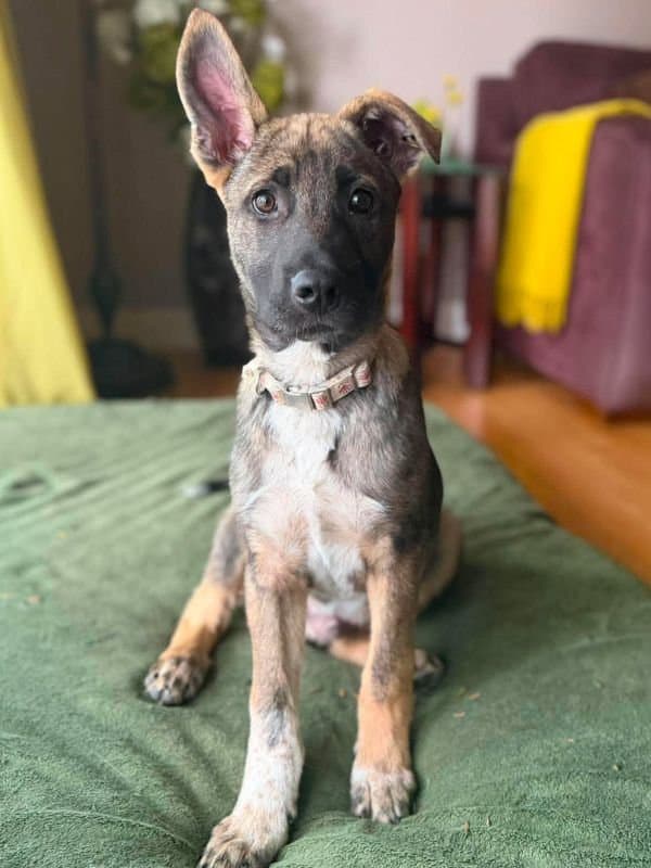 Ozzy Pawsborne - Shepherd Mix available for adoption in Saskatchewan