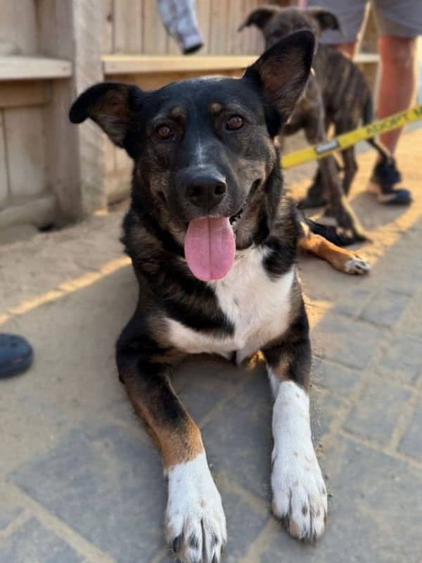 Vera Waggs - Shepherd Pitbull Akita Mix available for adoption in Saskatchewan