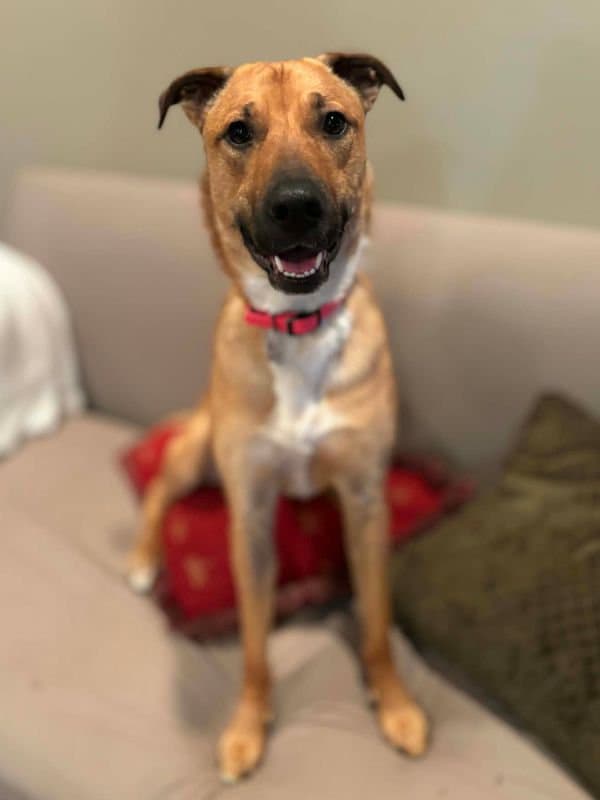 Ellie (Eliza Whirl) - Lab Shepherd Mix available for adoption in Calgary