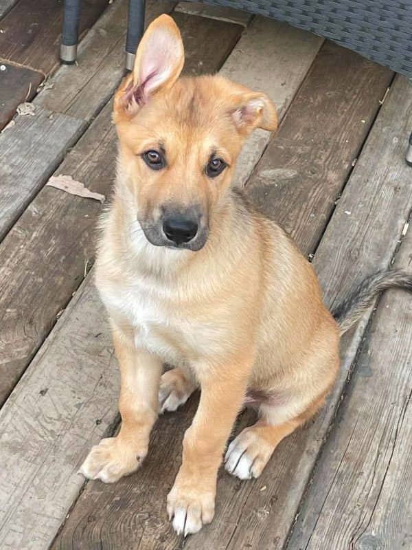 Kale - Husky Mix available for adoption in Saskatchewan