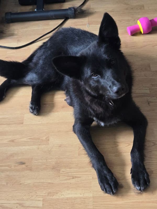 Maleficent - Shepherd Mix available for adoption in Saskatchewan