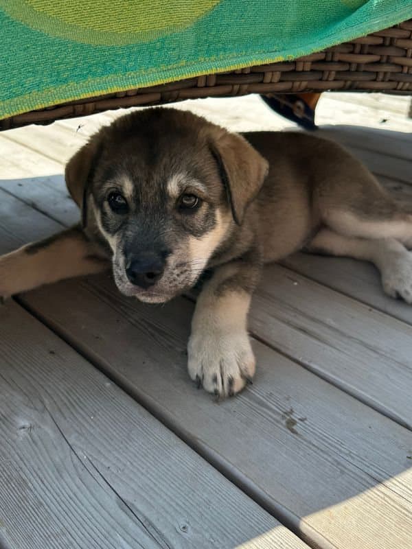 Birch - Husky Mix available for adoption at Saskatoon Dog Rescue in Saskatoon