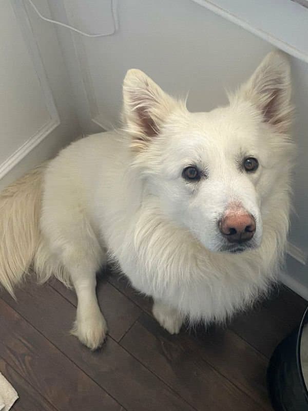 Gandalf - Pyranees Corgi Mix available for adoption in Saskatchewan