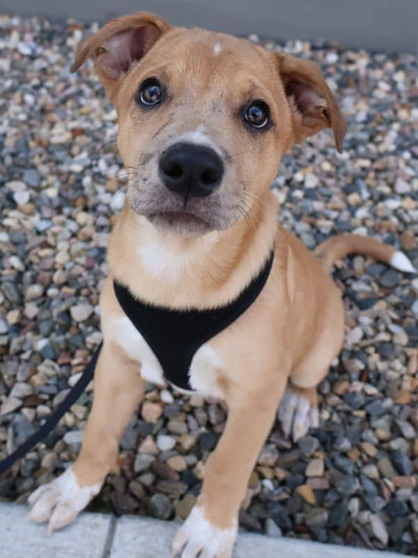 Luigi - Pitbull Mix available for adoption in Saskatchewan