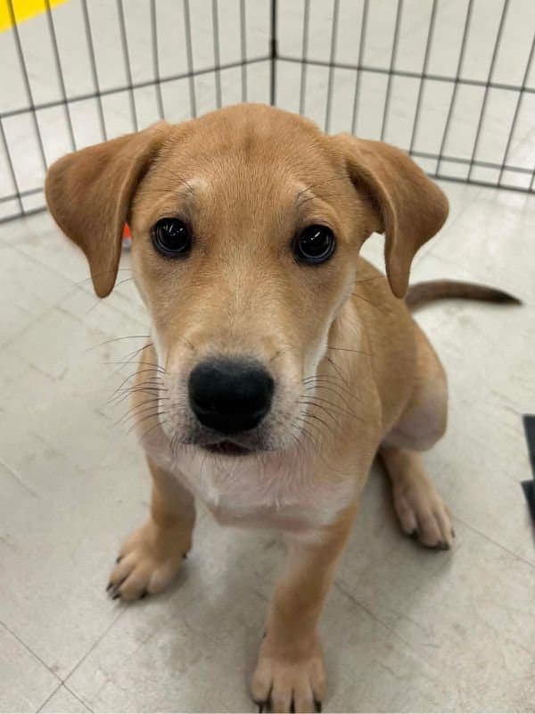Nonna - Pitbull Lab Mix available for adoption