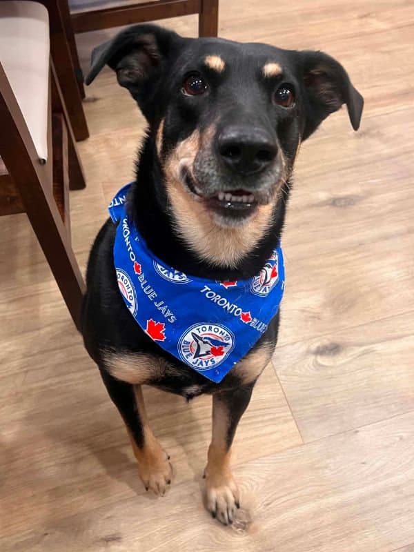 Ohana - Shepherd Mix available for adoption in Saskatchewan