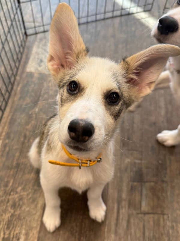Scooch - Husky Mix available for adoption in Saskatchewan