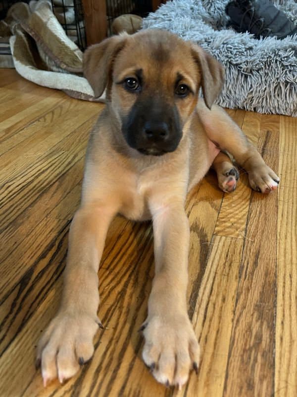 Baba - Pitbull Lab Mix available for adoption in Saskatchewan