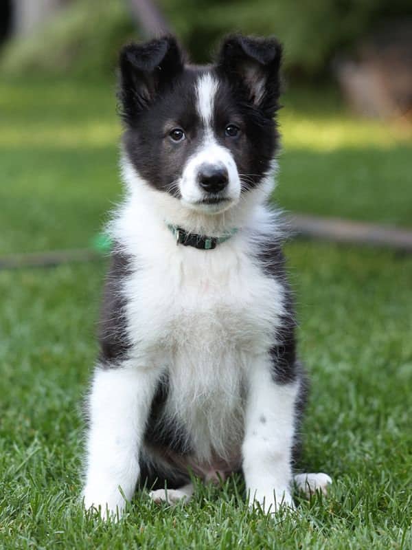 Panda - Collie Mix available for adoption in Saskatchewan