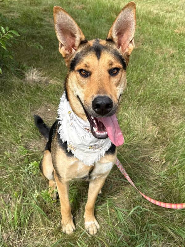 Jovie - Shepherd Mix available for adoption in Saskatchewan