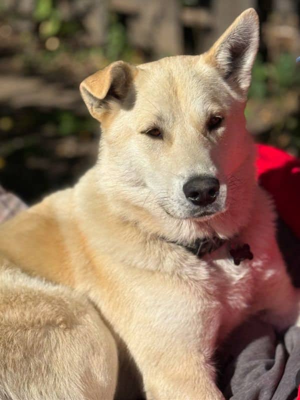 Bam - Husky Mix available for adoption in Saskatchewan