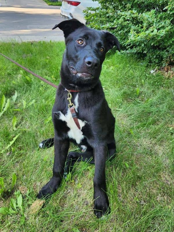 Benjamin - Lab Mix available for adoption