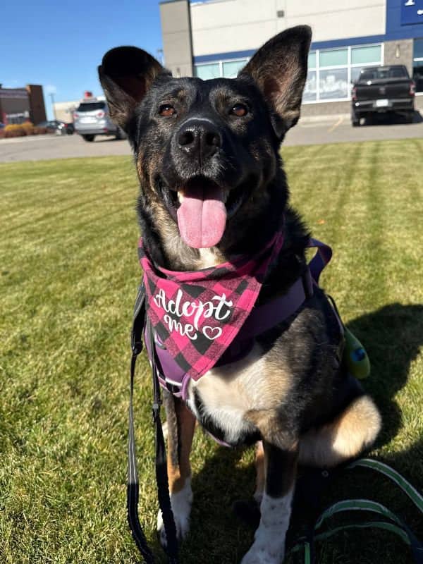 Vera Waggs - Akita Mix available for adoption in Calgary
