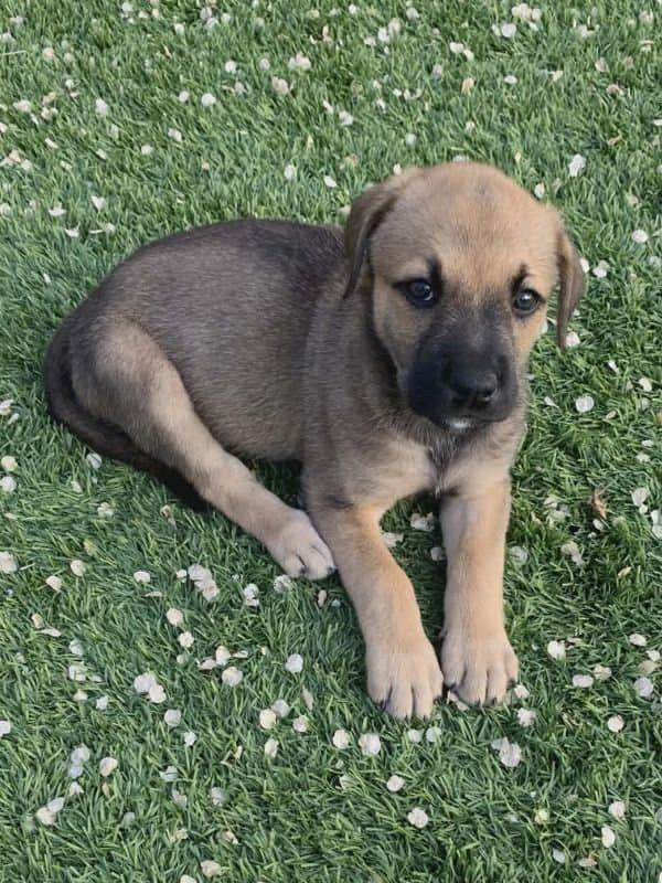 Oma - Lab Pitbull Mix available for adoption in Saskatchewan