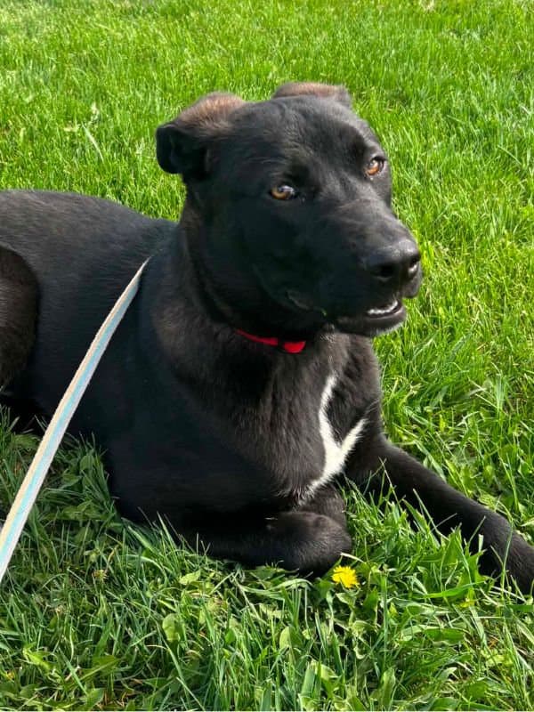 Benjamin - Lab Mix available for adoption in Saskatchewan