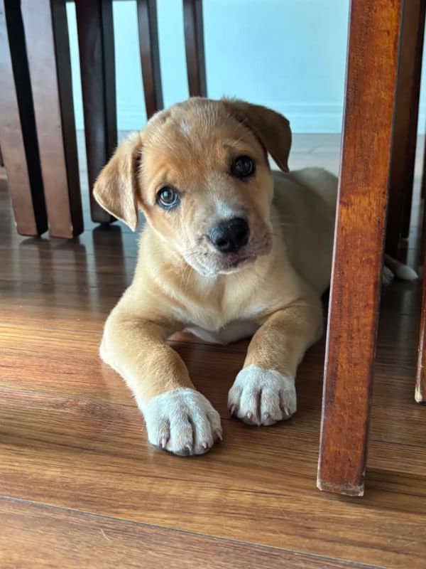 Luigi - Pitbull Mix available for adoption