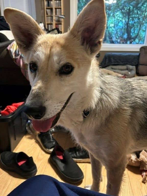Pumpkin - Husky Mix available for adoption in Saskatchewan