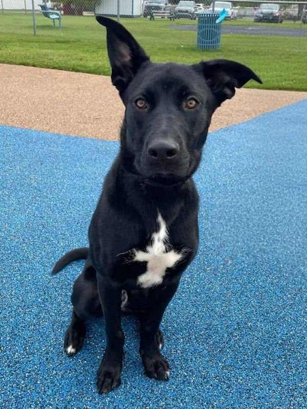 Benjamin - Lab Mix available for adoption in Saskatchewan