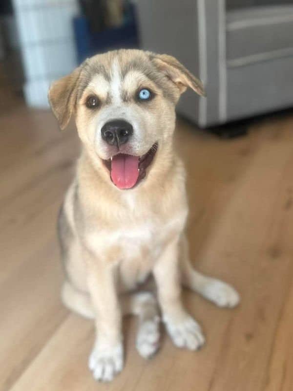 Rowan - Husky Mix available for adoption in Saskatchewan