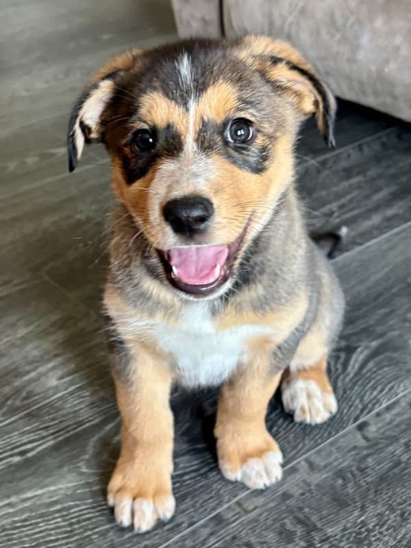 Nancy - Shepherd Husky Mix available for adoption in Saskatchewan