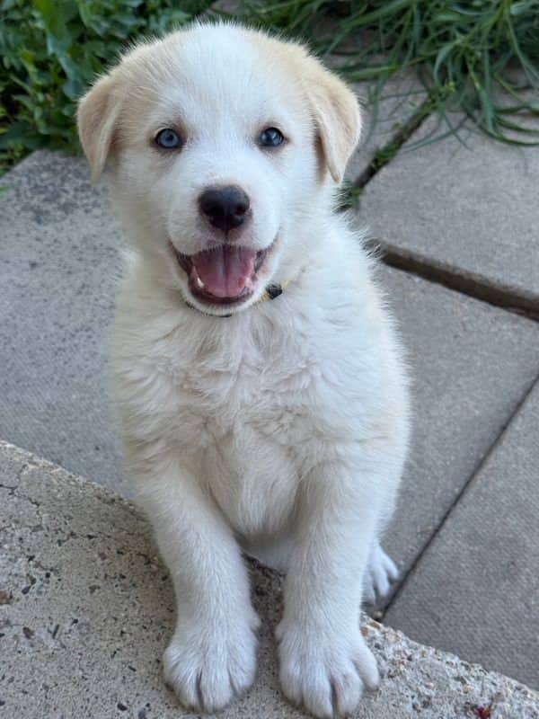 Hickory - Husky Mix available for adoption