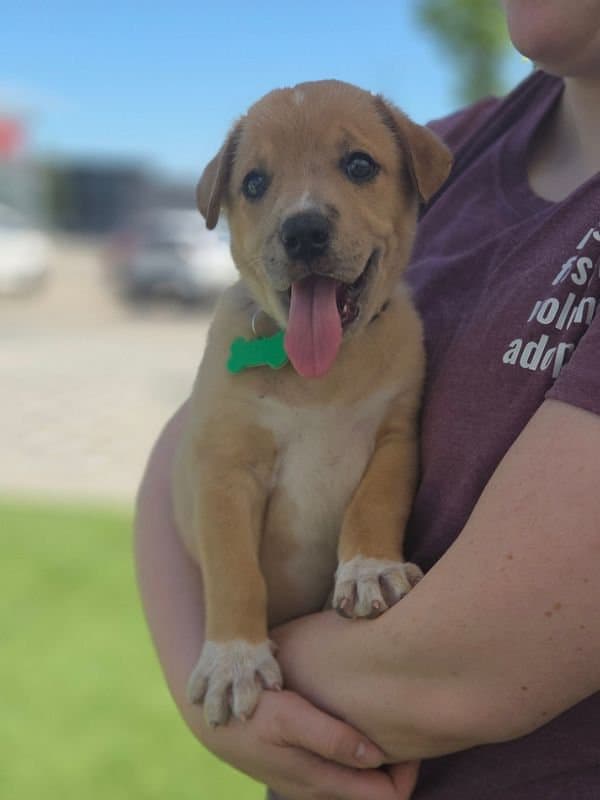 Luigi - Pitbull Mix available for adoption at Saskatoon Dog Rescue in Saskatoon