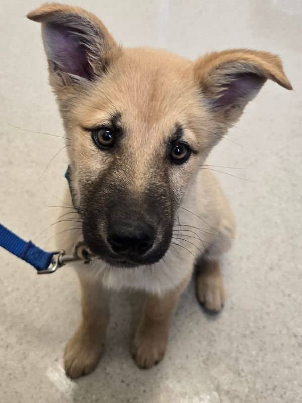 Foxy Cleopatra - Shepherd Mix available for adoption in Saskatchewan