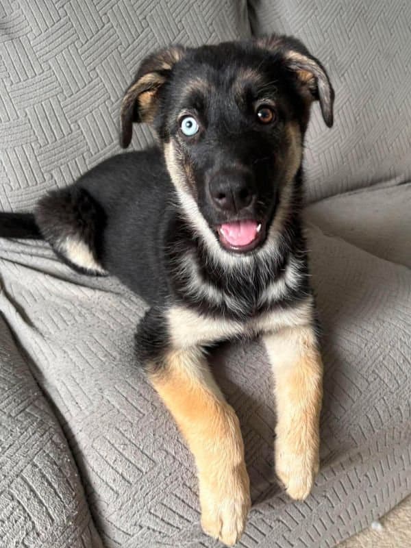 Parker - Shepherd Mix available for adoption in Saskatchewan