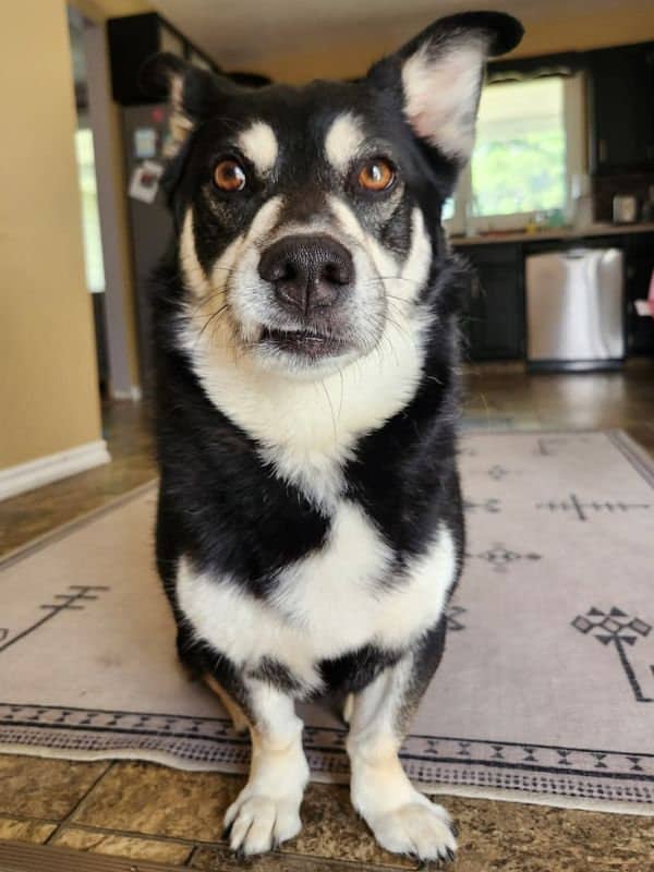 Auggie - Husky Corgi Mix available for adoption