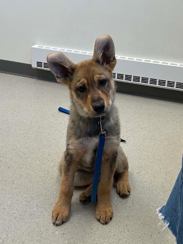 Winnie the Pooch - Shepherd Mix available for adoption at Saskatoon Dog Rescue in Saskatchewan