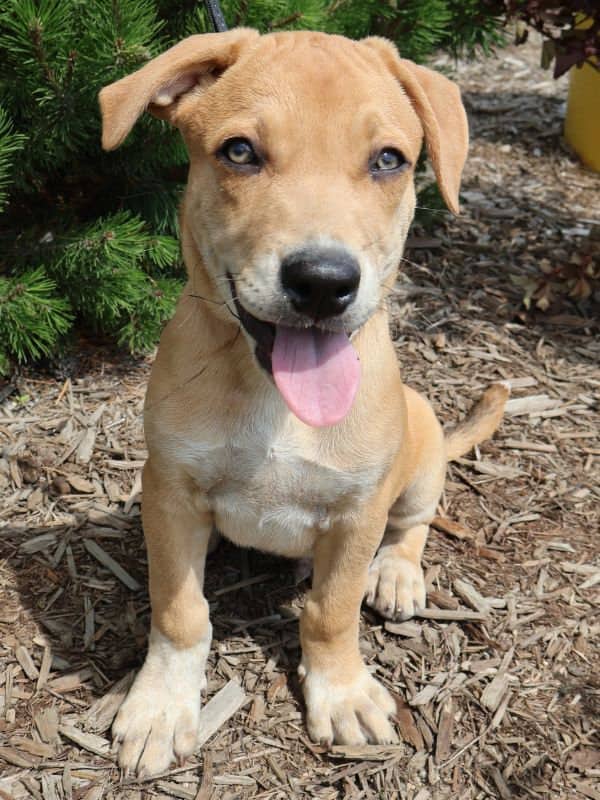 Bowser - Pitbull Mix available for adoption in Saskatchewan