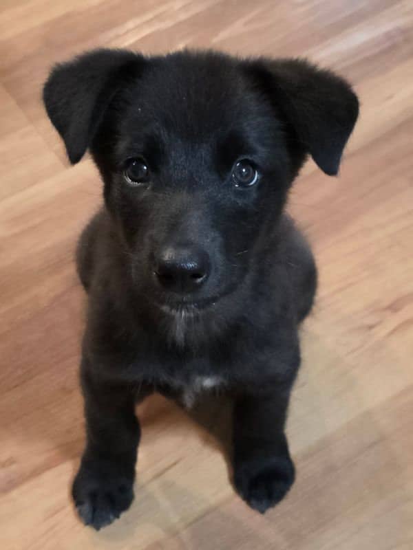 Mabel - Husky Lab Mix available for adoption in Saskatchewan