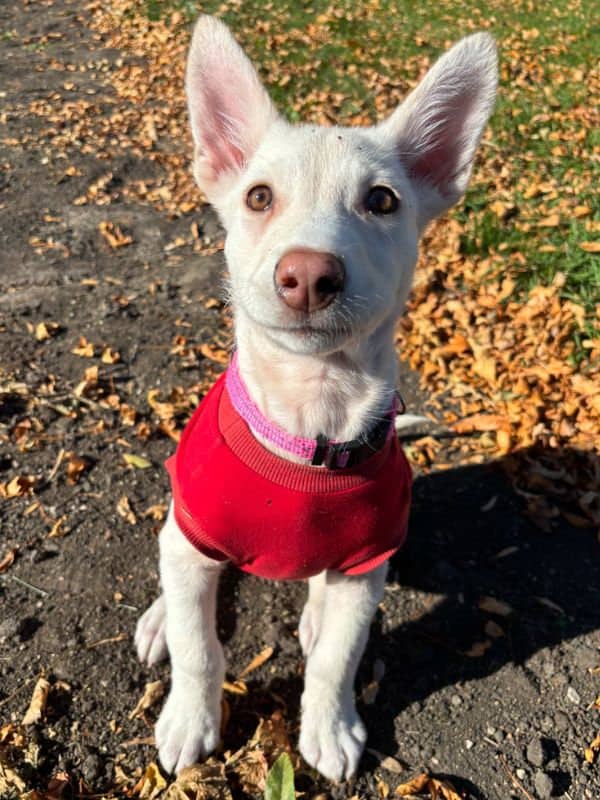 Taz - Lab Husky Mix available for adoption in Saskatchewan