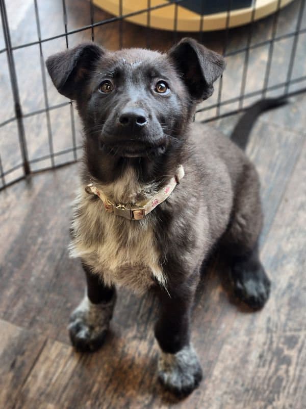 Snoop Doggy Dawg - Shepherd Mix available for adoption in Saskatchewan