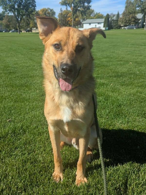 Tom - Shepherd Mix available for adoption in Calgary
