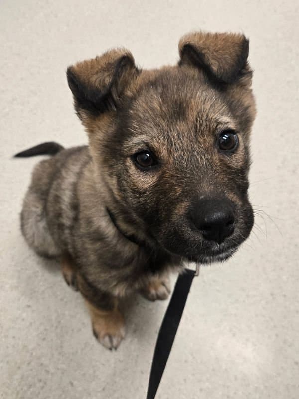 Niles - Shepherd Mix available for adoption in Saskatchewan