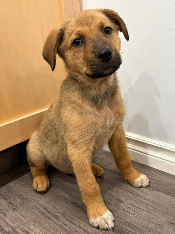 Moose - Shepherd Mix available for adoption in Saskatchewan