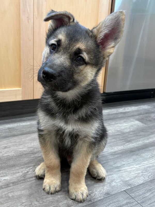 Whitaker - Shepherd Mix available for adoption in Saskatchewan