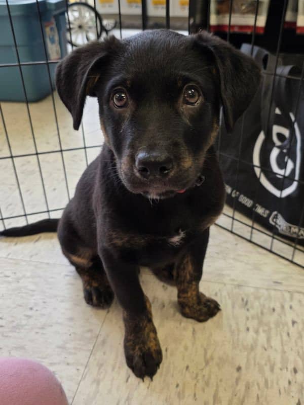 Pebble - Shepherd Mix available for adoption