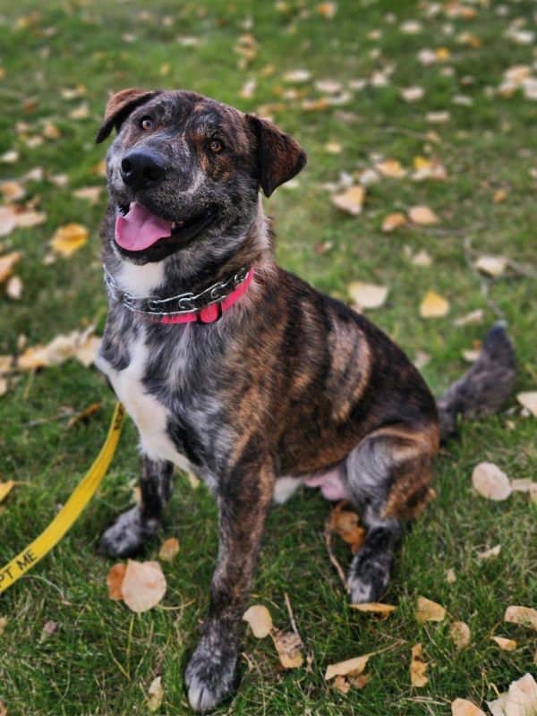 Cheddar Bob - Shepherd Lab Mix available for adoption in Saskatchewan