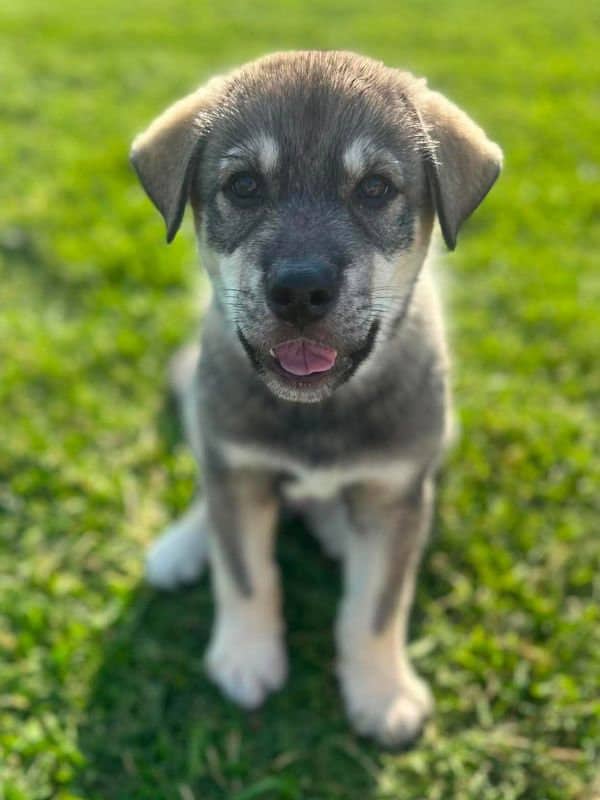 Birch - Husky Mix available for adoption