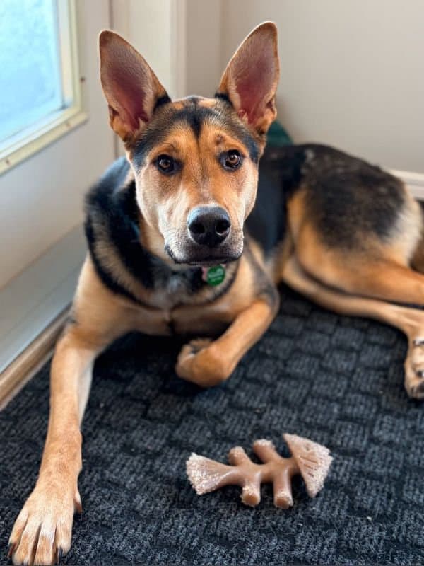 Jovie - Shepherd Mix available for adoption in Saskatchewan