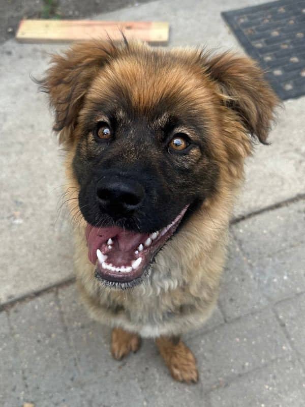 Sassy - Shepherd Collie Mix available for adoption