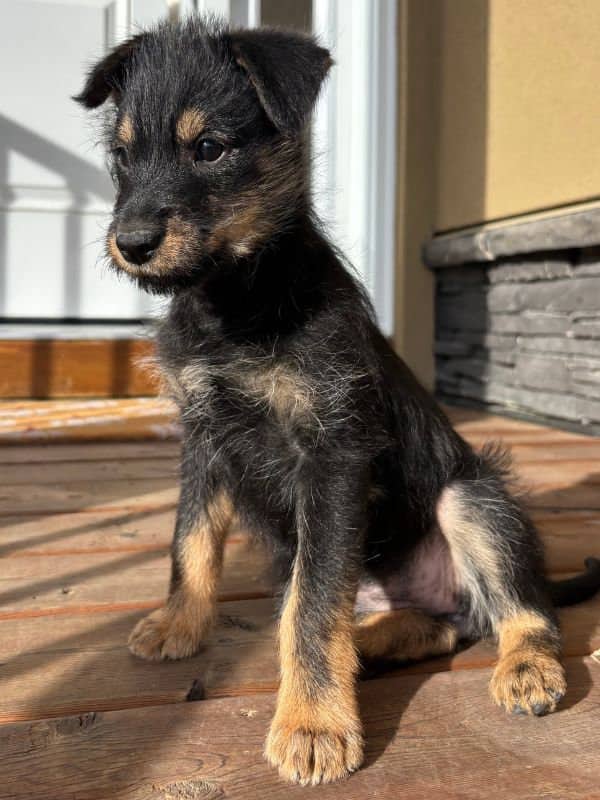 Aspen - Terrier Mix available for adoption in Saskatchewan
