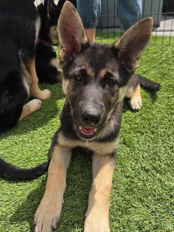 Dana - Shepherd Mix available for adoption