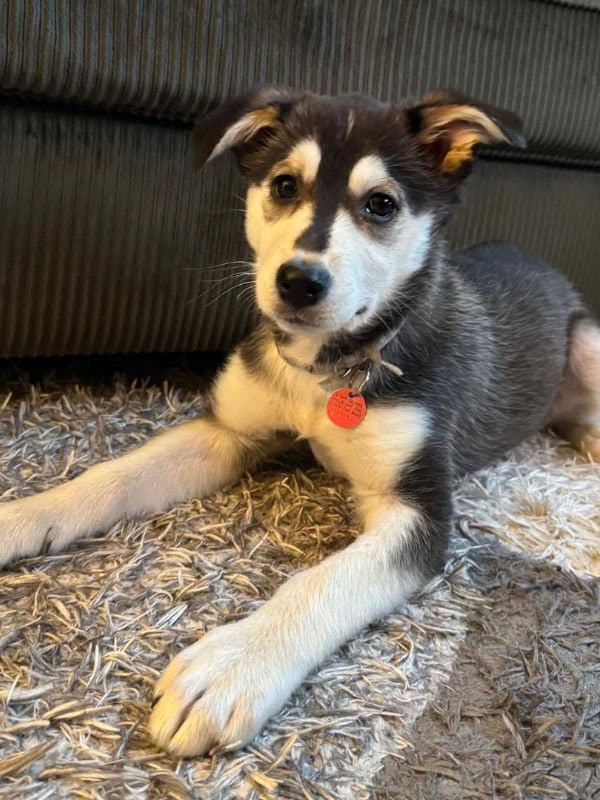 Chichie - Husky Mix available for adoption in Saskatchewan