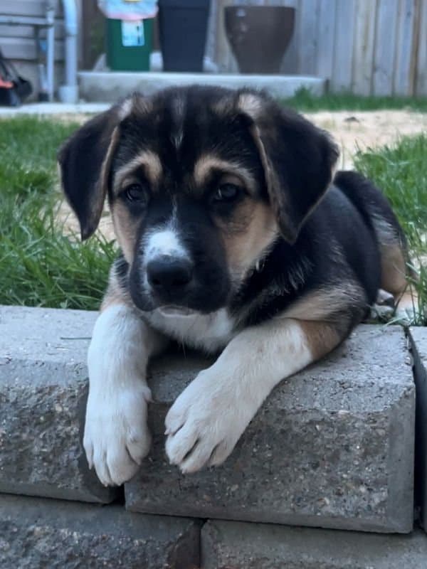 Kali - Shepherd Husky Mix available for adoption in Saskatchewan