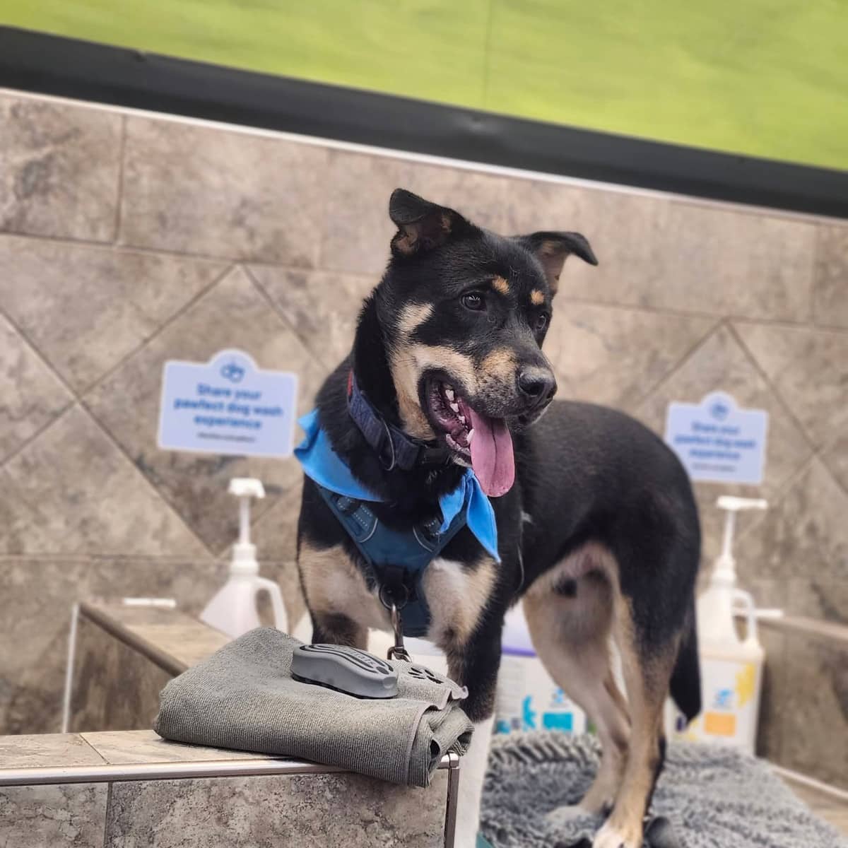 DiNozzo - Husky Mix available for adoption in Calgary